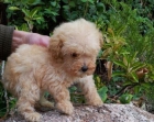 Caniche toy con pedigre, - mejor precio | unprecio.es