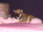 Chihuahua hembra muy chatita - mejor precio | unprecio.es