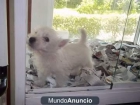 Lindos cachorritos: westy, bichon maltes, bulldog frances, chihuahua... - mejor precio | unprecio.es