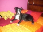 Pit bull busca novia - mejor precio | unprecio.es