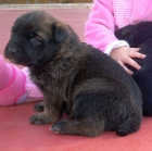 REGALO CACHORROS - mejor precio | unprecio.es