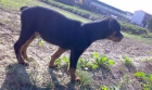 ROTTWEILER cachorro hembra - mejor precio | unprecio.es