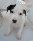 URGE VENDER ! Cachorro Jack Russel (bodeguero) - mejor precio | unprecio.es
