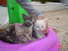 Blu, kimbo y tami tres gatitos abandonados en una caja - mejor precio | unprecio.es