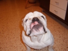 Bonito bulldog ingles para anuncios - mejor precio | unprecio.es