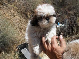 cachorros SHIH TZU con PEDIGREE