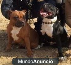 camada de staffordshire bull terrier