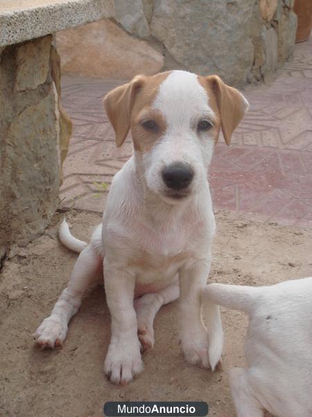 jack russell terrier
