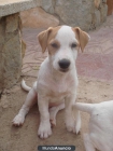jack russell terrier - mejor precio | unprecio.es