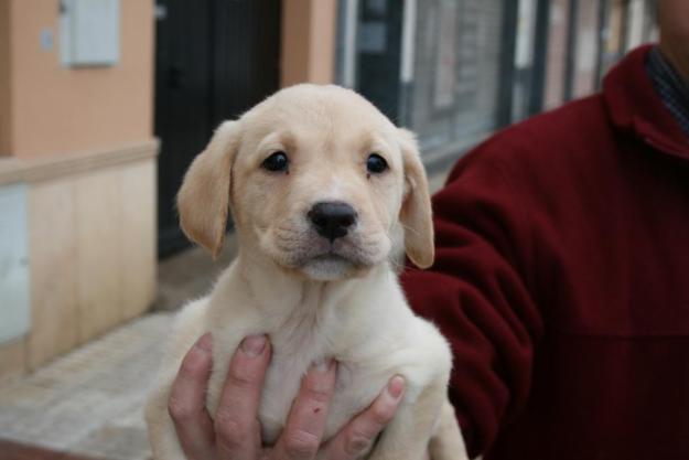 LABRADORES DESPARASITADOS Y VACUNADOS