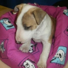 Preciosa camada de Bullterrier, urge vender - Barcelona - mejor precio | unprecio.es