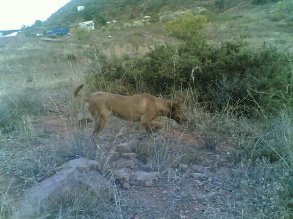 SE VENDE PODENCA SEDEÑA  Y CRUCE DE PODENCO CAZANDO