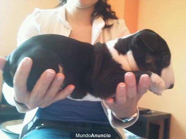 BULLTERRIER A BUEN PRECIO