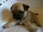 cachorros de carlinos pug - mejor precio | unprecio.es