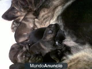 Camada de pastores alemanes