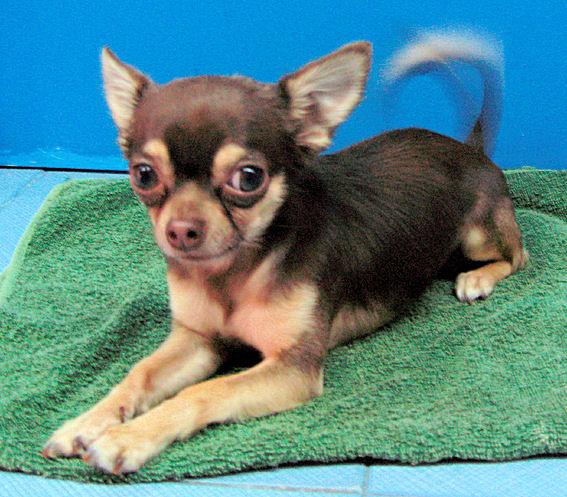 CHIHUAHUA MACHO COLOR CHOCOLATE CON PEDIGREE BUSCA NOVIA