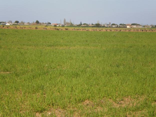 FINCA A 1 KM DEL PUEBLO Y 1 KM DE COLEGIOS A 20 KM DE NAVARCARNERO