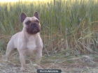 Se ofrece macho bulldog para montas - mejor precio | unprecio.es