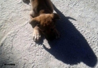Cachorro Mastín Español (m) - mejor precio | unprecio.es