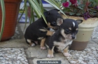 cachorros de chihuahuas - mejor precio | unprecio.es