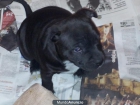 camada staffordshire bull terrier (sttafy) - mejor precio | unprecio.es