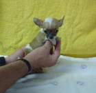 Chihuahuas preciosos super minis - mejor precio | unprecio.es