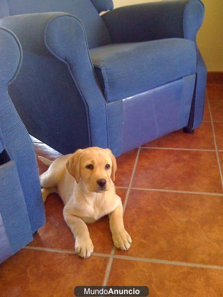 EXCELENTE CAMADA LABRADOR RETRIEVER