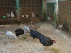 Gallos de raza.........(TUZOS) - mejor precio | unprecio.es