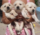 Labrador retriever - mejor precio | unprecio.es