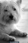 Se ofrece macho de west highland terrier para monta (gratis) a cambio - mejor precio | unprecio.es