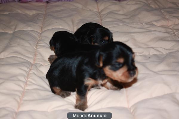 se vende camada yorshay