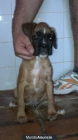 Se venden Cachorros Boxer - mejor precio | unprecio.es