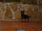 vendo perro - mejor precio | unprecio.es