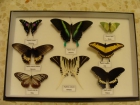 Venta de cuadros de Mariposas/escarabajos (insectos) - mejor precio | unprecio.es