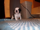 bulldog frances - mejor precio | unprecio.es