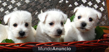 CACHORROS WESTY  SERIEDAD    HOTELCAN