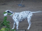 cambio Dalmata o vendo - mejor precio | unprecio.es