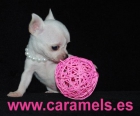 CHIHUAHUAS de "CARAMELS" especialistas en toys. - mejor precio | unprecio.es