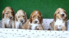 COCKER SPANIEL, canelas y negros 190 - mejor precio | unprecio.es