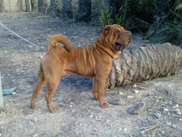 EXCELENTE SHAR PEI CON PEDIGREE PARA MONTA