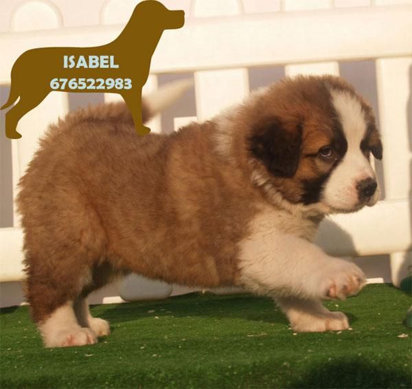 San bernardo ¡garantia veterinaria de 5 años!