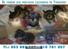 Se venden dos cachorros de Yorkshire - mejor precio | unprecio.es
