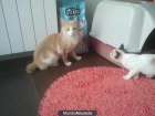 Bolita, gato joven en Valladolid - mejor precio | unprecio.es