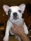 Bulldog francés - mejor precio | unprecio.es