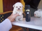 cachorros bichon maltes y shih tzu - mejor precio | unprecio.es
