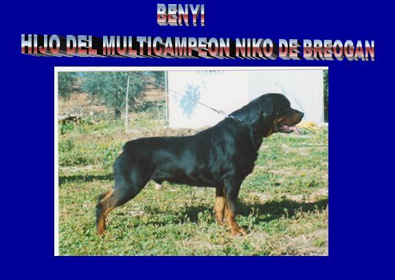 cachorros de rottweiler del criadero al-rahman