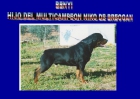 cachorros de rottweiler del criadero al-rahman - mejor precio | unprecio.es