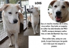 LOIS EN ADOPCION - mejor precio | unprecio.es
