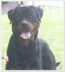 Precioso Rottweiler para montas - mejor precio | unprecio.es
