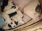 preciosos cachorritos de bullterrier - mejor precio | unprecio.es